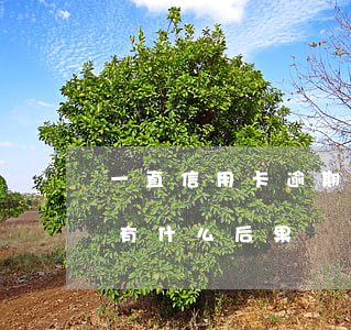 一直信用卡逾期會怎么樣(銀行卡信用卡逾期有什么后果)