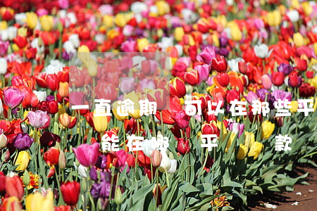 一直逾期還可以在那些平臺上貸款-逾期了還能在哪個平臺貸款