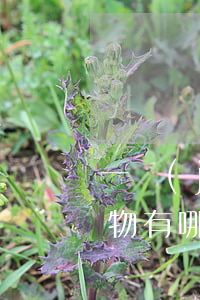 一級(jí)保護(hù)動(dòng)物有哪些