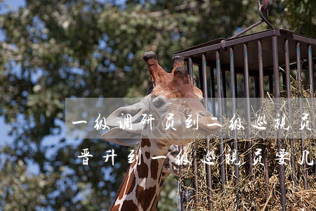 一级调研员到二级巡视员多少年(二级巡视员晋升到一级巡视员要几年)