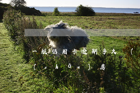 一般信用卡逾期多久會(huì)拍賣房產(chǎn)(房貸沒還完信用卡逾期,可以拍賣房子嗎)