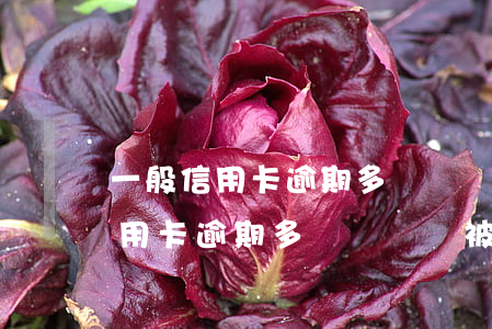 一般信用卡逾期多長時間會被起訴-一般信用卡逾期多長時間會被起訴呢