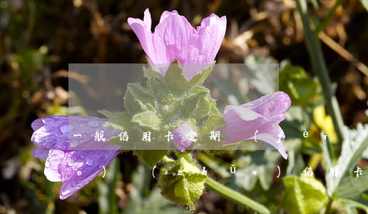 一般信用卡逾期費(fèi)用標(biāo)準(zhǔn)(信用卡逾期的費(fèi)用)