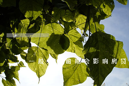 一般几条逾期会影响房贷(房贷可以逾期几次)