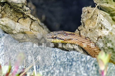 一般刑事案件立案标准(刑事诉讼案件的立案条件)