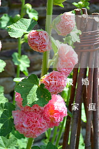 一般婚姻糾紛律師怎么收費(fèi)(請婚姻家庭律師需要多少費(fèi)用)