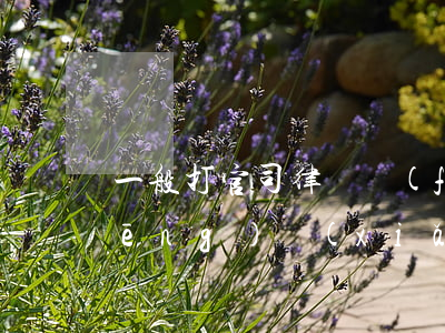 一般打官司律師費(fèi)多少錢風(fēng)險(xiǎn)代理(一般打官司律師費(fèi)多少錢風(fēng)險(xiǎn)代理)