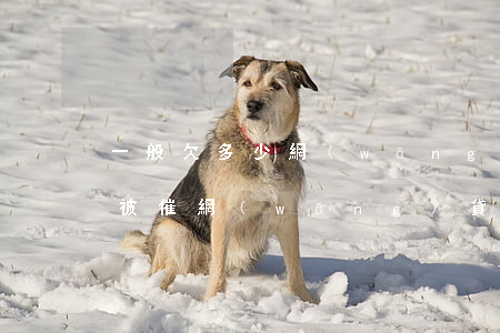 一般欠多少網(wǎng)貸會(huì)被催(網(wǎng)貸欠款多久會(huì)被電話催收)