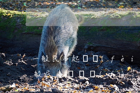 一般民事起訴費(fèi)用大概是多少(一般民事訴訟費(fèi)是多少)
