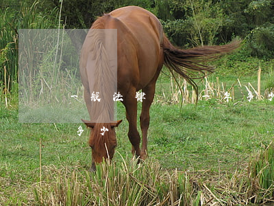 一般法律顧問一年多少錢(個人法律顧問一年多少錢)