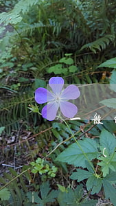 一般的律師費(fèi)是怎么收取的(律師費(fèi)是如何收取的)