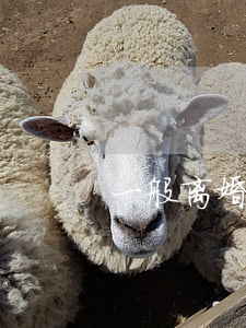 一般离婚需要多久(一般离婚需要多久能判)