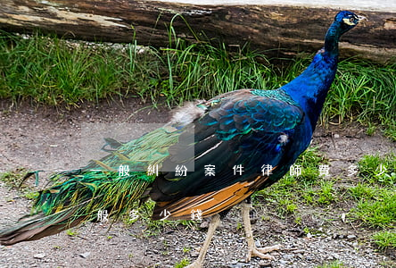 一般糾紛案件律師費多少(普通案件律師費一般多少錢)