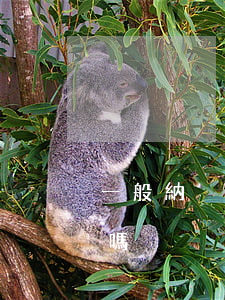 一般納稅人月銷售額10萬以下免征增值稅嗎
