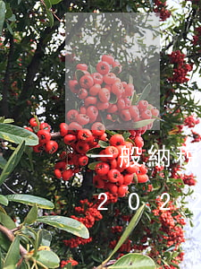 一般納稅人標(biāo)準(zhǔn)(2022一般納稅人標(biāo)準(zhǔn))