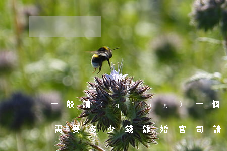一般請(qǐng)一個(gè)離婚律師需要多少錢(離婚官司請(qǐng)律師一般花費(fèi)多少錢)