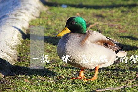 一般請律師怎么收費的(律師一般怎么收費?)