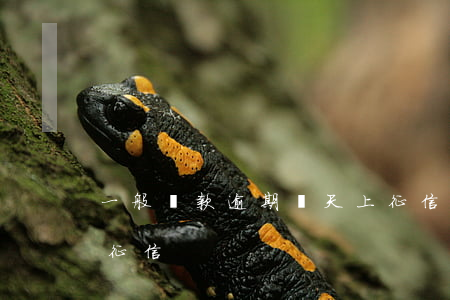 一般貸款逾期幾天上征信(貸款逾期多久會上征信)