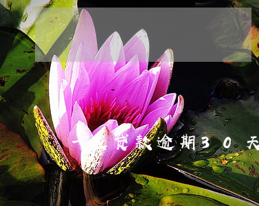 一般贷款逾期30天(贷款逾期20天严重吗)