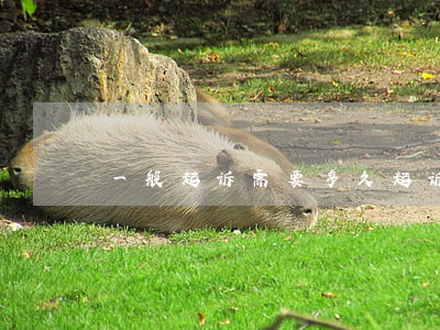 一般起诉需要多久(起诉一般多长时间)