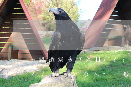 一般逾期多少天聯(lián)系緊急聯(lián)系人-一般逾期多少天聯(lián)系緊急聯(lián)系人呢