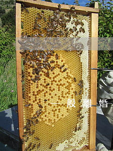 一般離婚后孩子判給誰