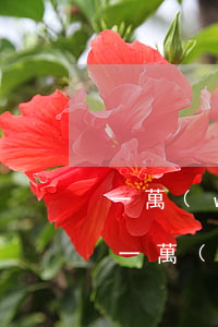 一萬(wàn)塊信用卡逾期多利息(信用卡一萬(wàn)塊逾期每天多少)