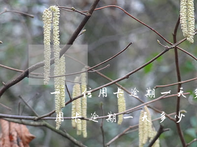 一萬信用卡逾期一天多少錢怎么算-1萬信用卡逾期一天多少錢