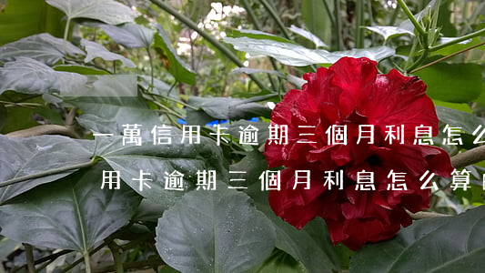 一萬信用卡逾期三個月利息怎么算-一萬信用卡逾期三個月利息怎么算的