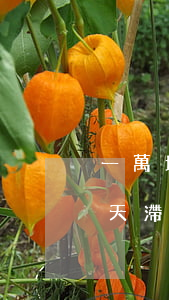 一萬塊逾期一天滯納金多少-一萬塊逾期一天滯納金多少錢