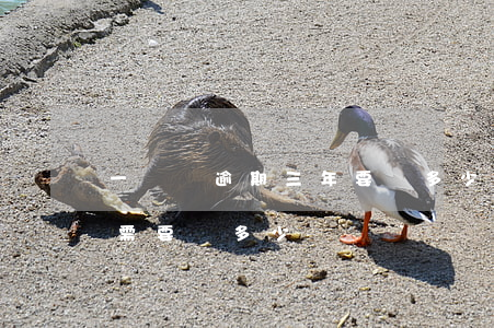 一萬塊逾期三年要還多少(兩千塊錢逾期三年需要還多少)