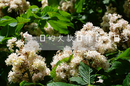 一萬的欠款請律師大約多少錢