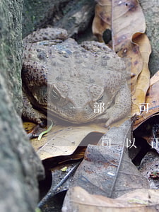 一部車可以同時幾個法院查封嗎(法院查封的車可以正常使用嗎)