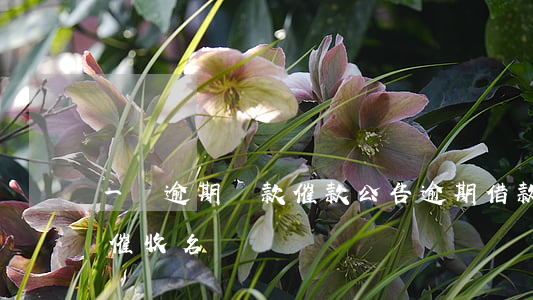 一點逾期還款催款公告(逾期借款催收公告及催收名單)