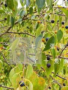 七八張信用卡欠了十幾萬-七八張信用卡欠了十幾萬怎么辦