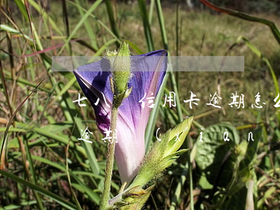 七八張信用卡逾期怎么還本金(5張信用卡都逾期,現(xiàn)在無(wú)力償還已有60萬(wàn))