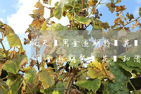 七天備用金逾期影響花唄和借唄嗎-七天備用金逾期影響花唄和借唄嗎