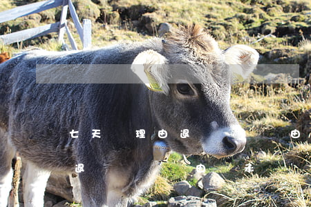 七天無理由退換貨運費由誰承擔(七天無理由退換貨運費由誰承擔貨已發(fā)出不退貨退款那種)