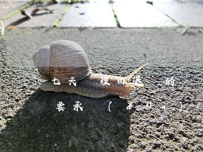 七天無理由退貨的運費問題(7天無理由退貨要承擔(dān)運費嗎)