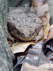 七天的网贷暴力催收投诉(网贷逾期暴力催收举报)