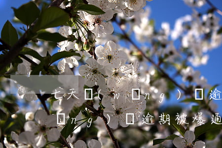 七天網(wǎng)貸逾期爆通訊錄(網(wǎng)貸逾期被爆通訊錄了怎么辦)
