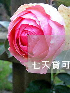 七天貸可以只還本金那
