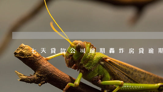七天貸款公司逾期轟炸(房貸逾期七天怎么辦)