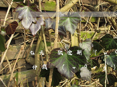 七天貸款逾期網(wǎng)絡(luò)仲裁(網(wǎng)貸逾期七天會(huì)怎么樣)