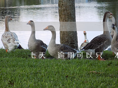 七天貸逾期可以只還本金嗎(七天貸可以不還嗎)