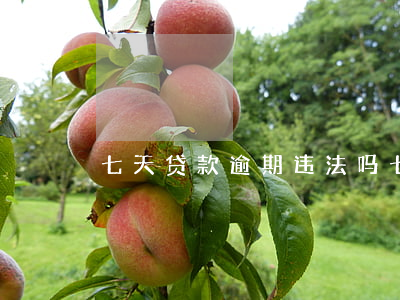 七天贷款逾期违法吗(七天贷款逾期违法吗)