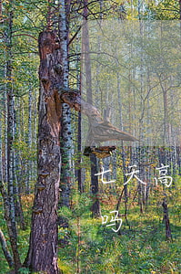 七天高炮网贷逾期半年(网贷逾期高炮还能借吗)