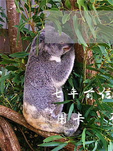 七年前信用卡有逾期能貸款嗎（七八年前欠信用卡還不上怎么辦）