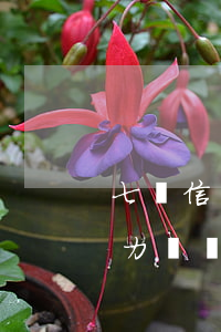 七萬信用卡不還怎么辦(欠信用卡七萬塊錢無力償還怎么辦)