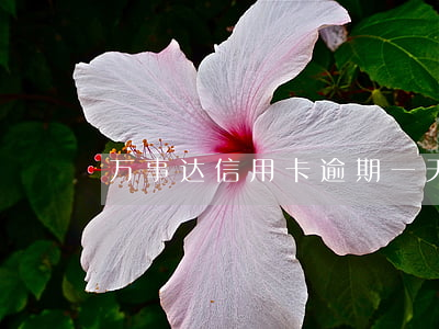 万事达信用卡逾期一天(万事达信用卡到期日)